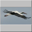 Ciconia ciconia - Weissstorch 02.jpg